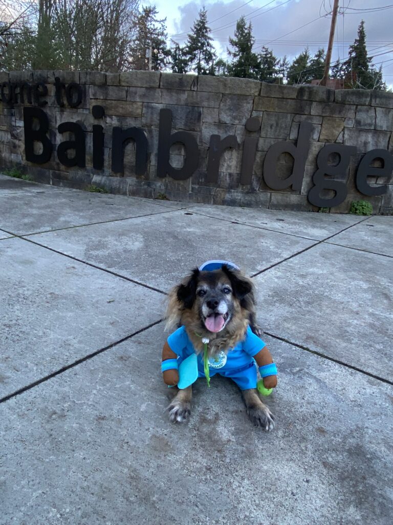 pickleball dog
