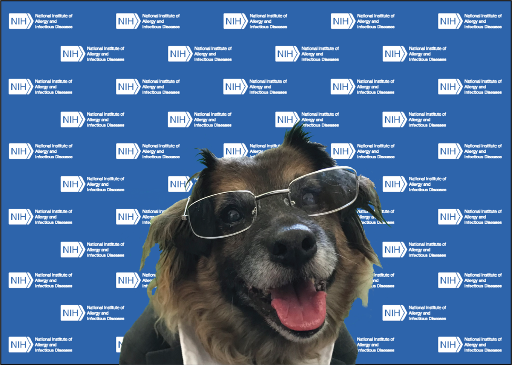 dr. fauci dog