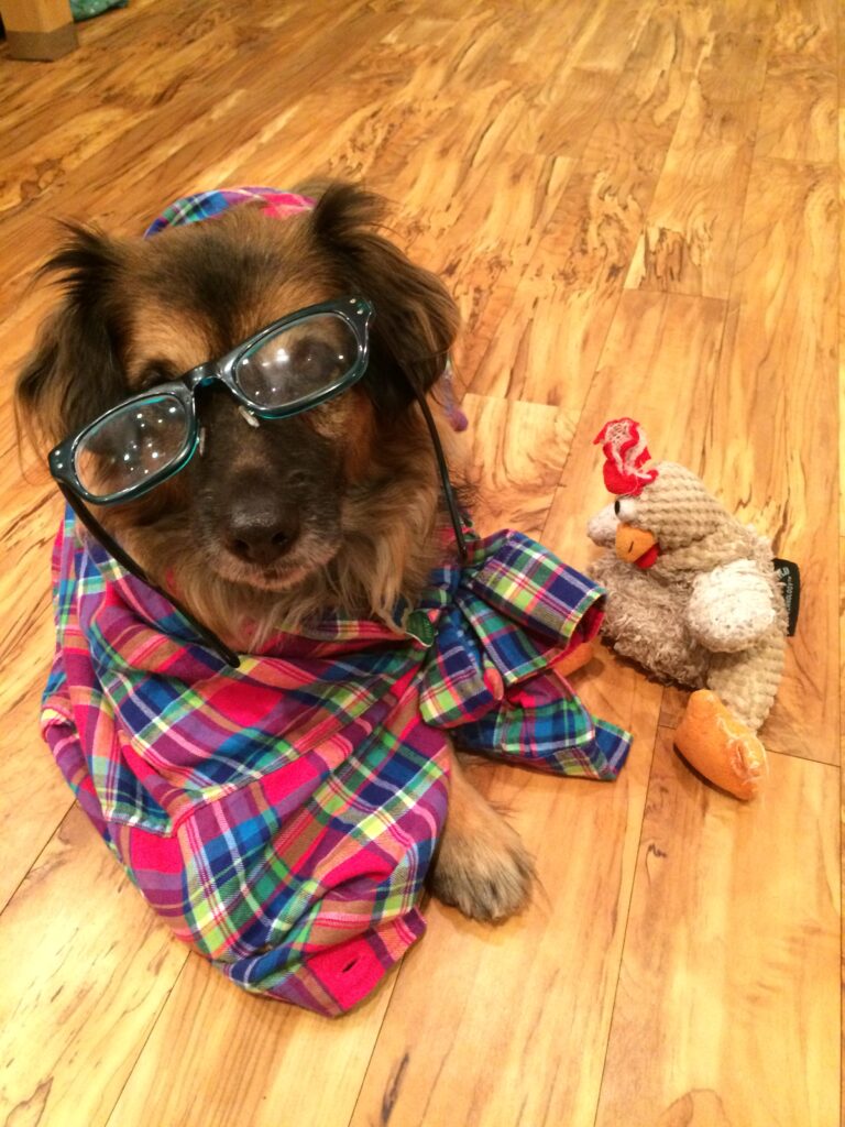 portland dog