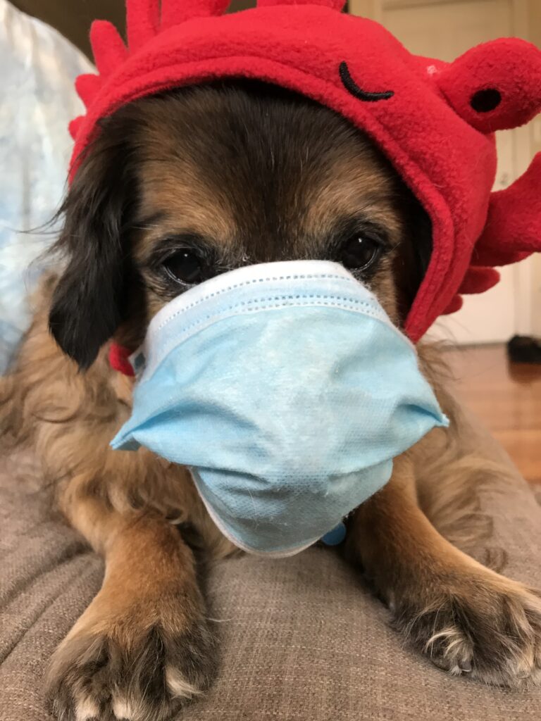 masked dog