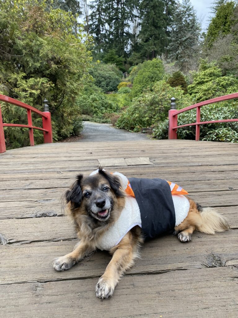salmon nigiri dog